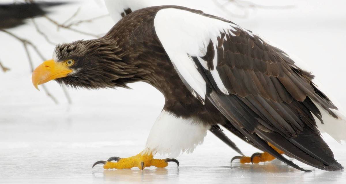 Most Beautiful Eagle Species In The World