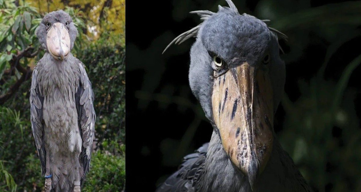 shoebill stork related to dinosaur