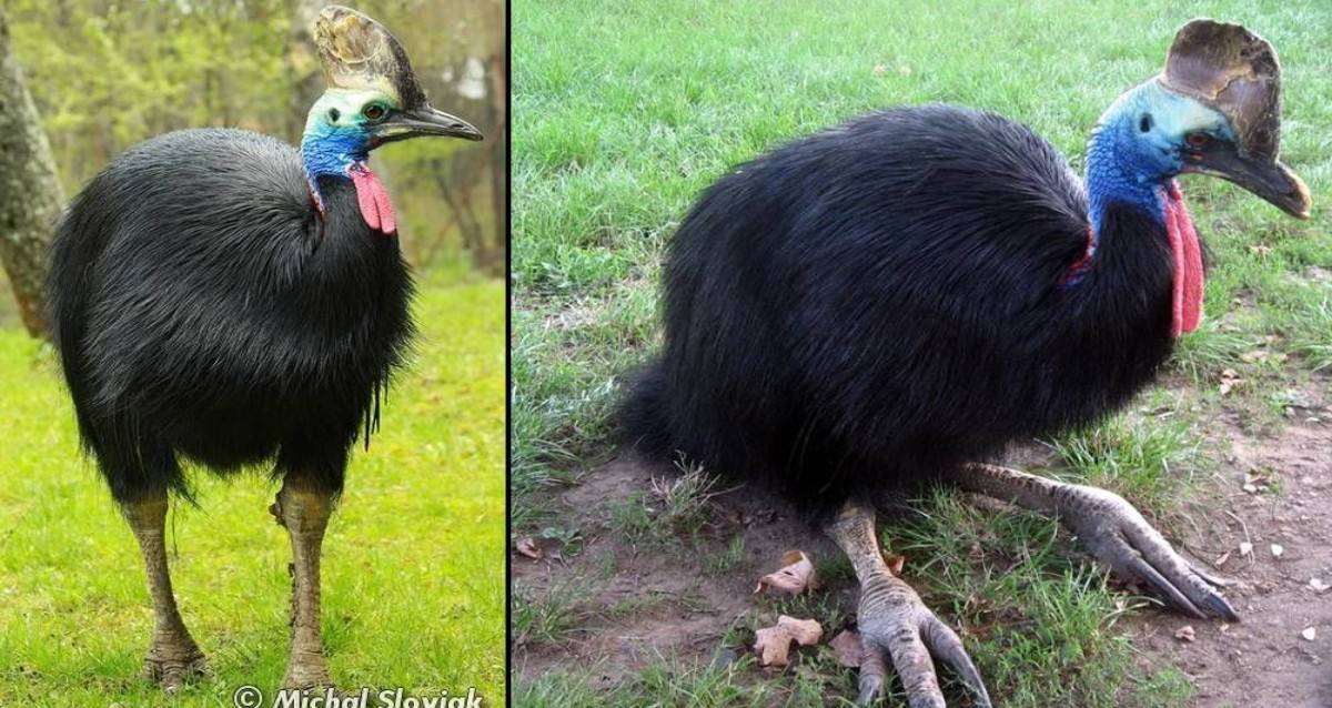 Top 10 Flightless Bird Species in The World